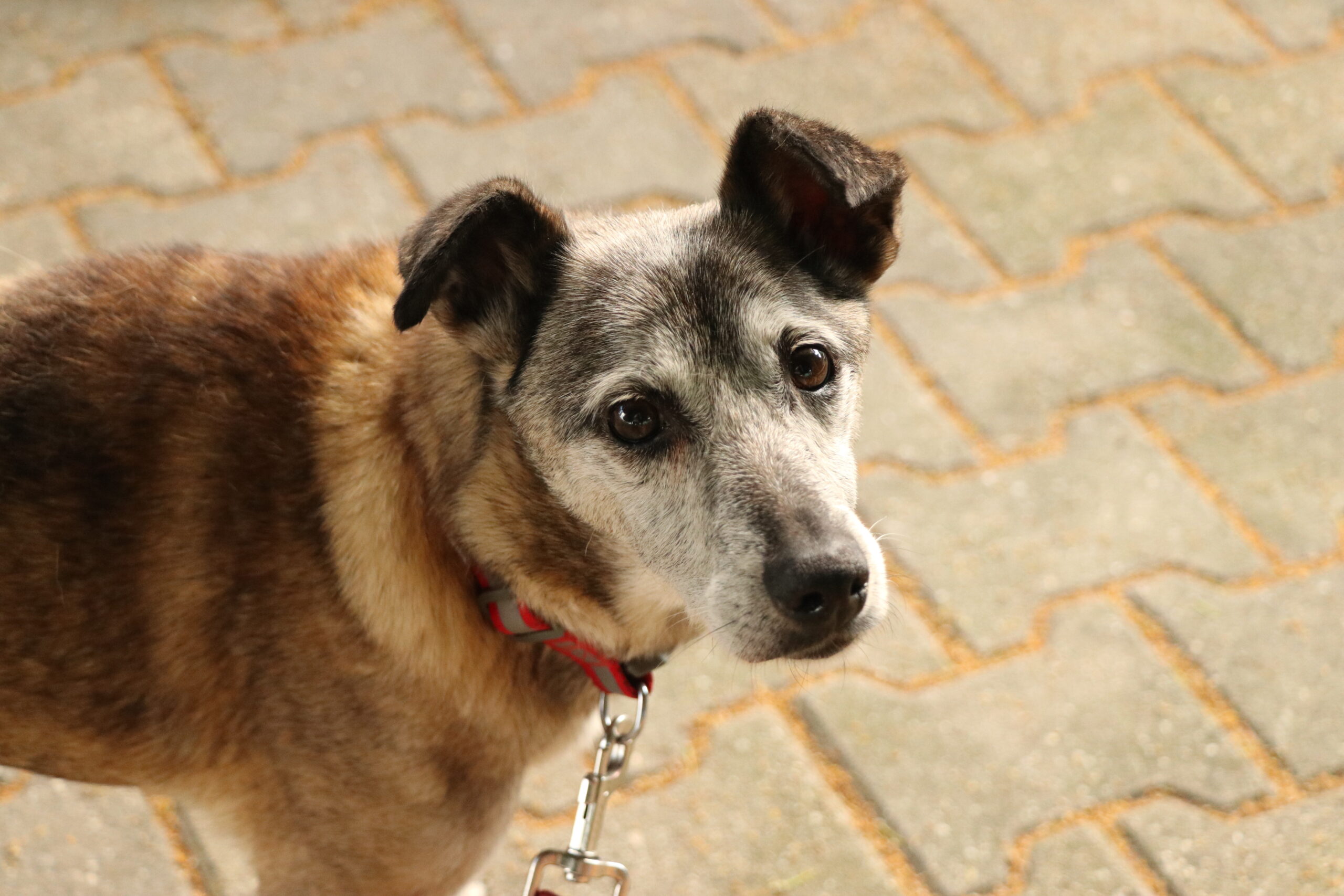 Hund Zweistein Zuhause gesucht Tierheim Hoffnung für Tiere