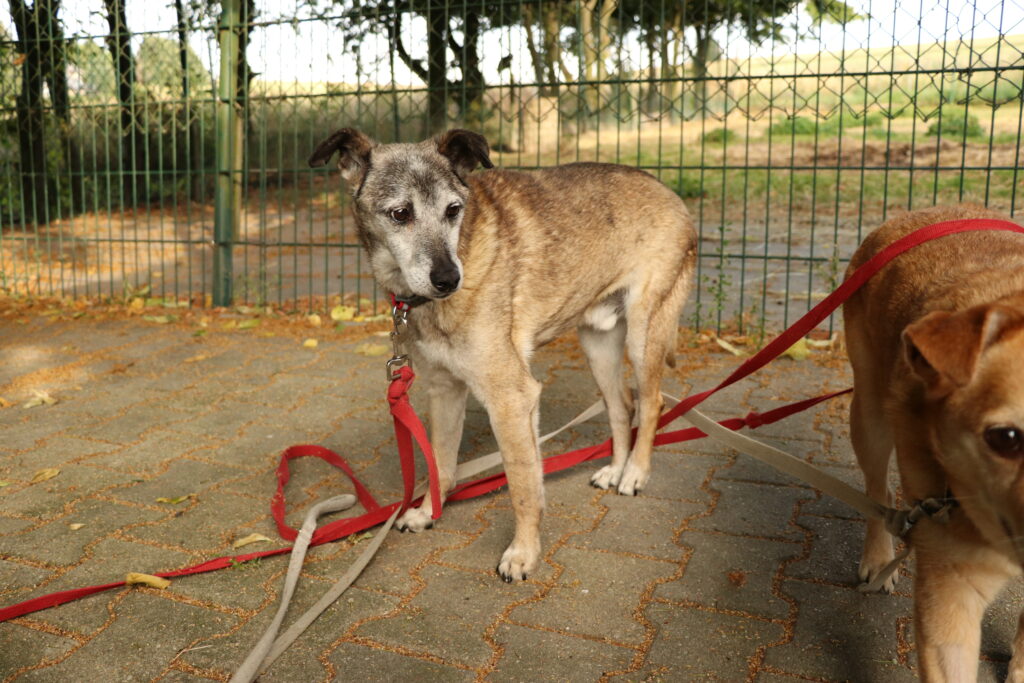 Hund Zweistein Zuhause gesucht Tierheim Hoffnung für Tiere