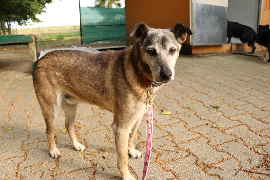 Hund Zweistein Zuhause gesucht Tierheim Hoffnung für Tiere