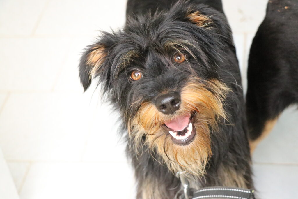 Hund Sonia Zuhause gesucht Tierheim Hoffnung für Tiere