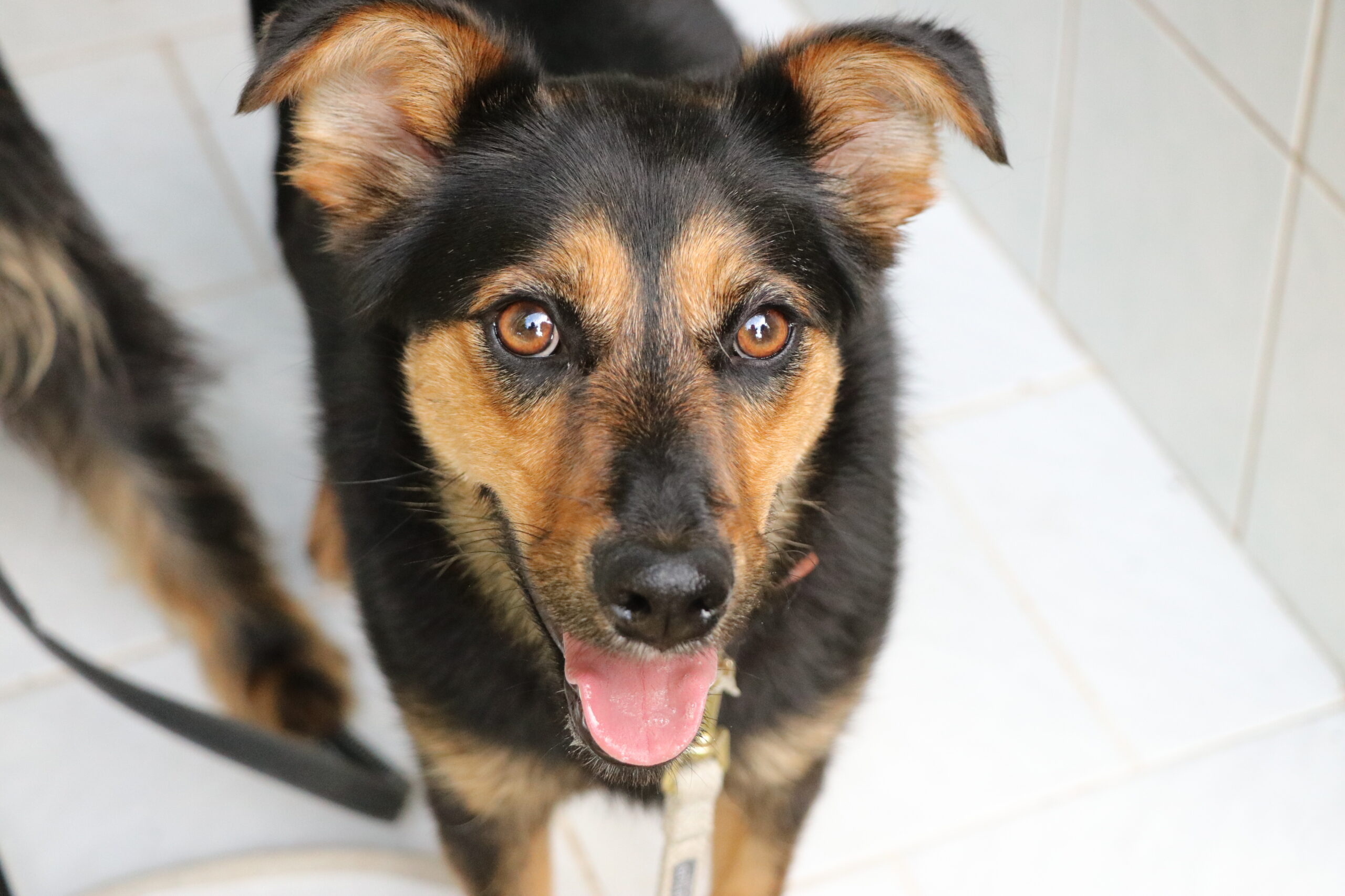 Hund Ola Zuhause gesucht Tierheim Hoffnung für Tiere
