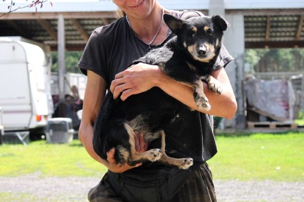 Hund Edzia Aufnahmepatenschaft Tierheim Polen Tierhoffnung