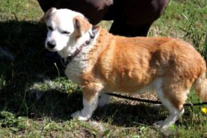 Fiolka Hundeomi Fiolka Aufnahmepatenschaft Polen Tierhoffnung