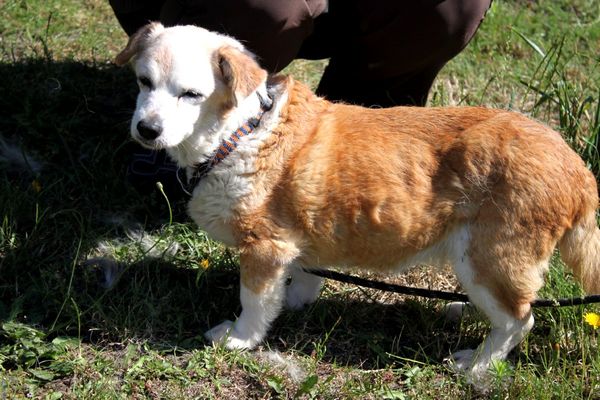 Hundeomi Fiolka Aufnahmepatenschaft Polen Tierhoffnung