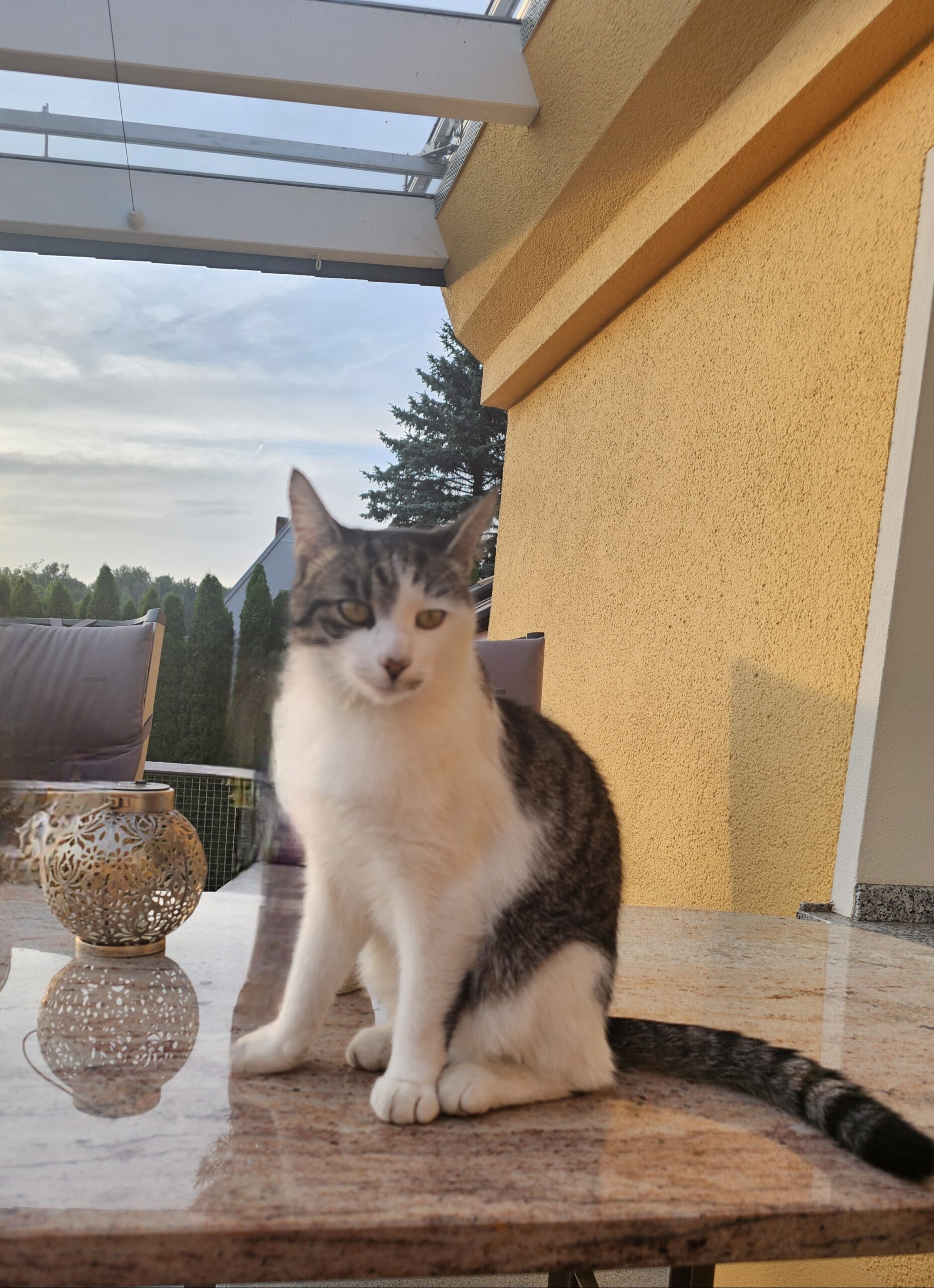 Kater Karli entlaufen Steina