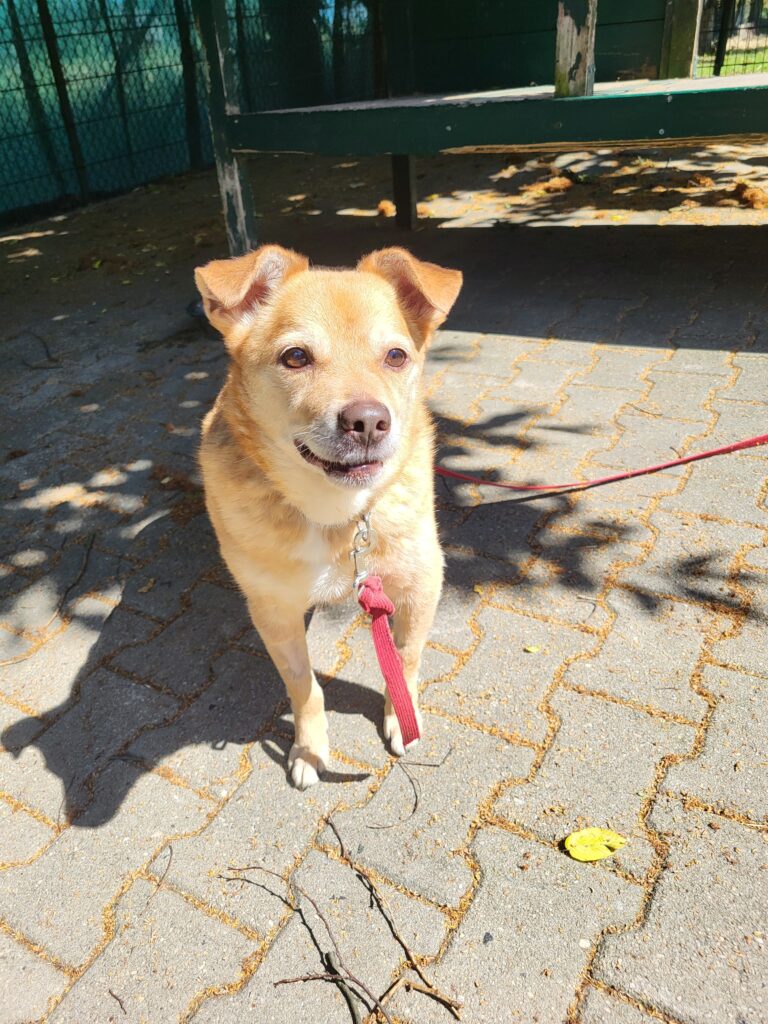 Hund Rudi Zuhause gesucht Tierheim Hoffnung für Tiere