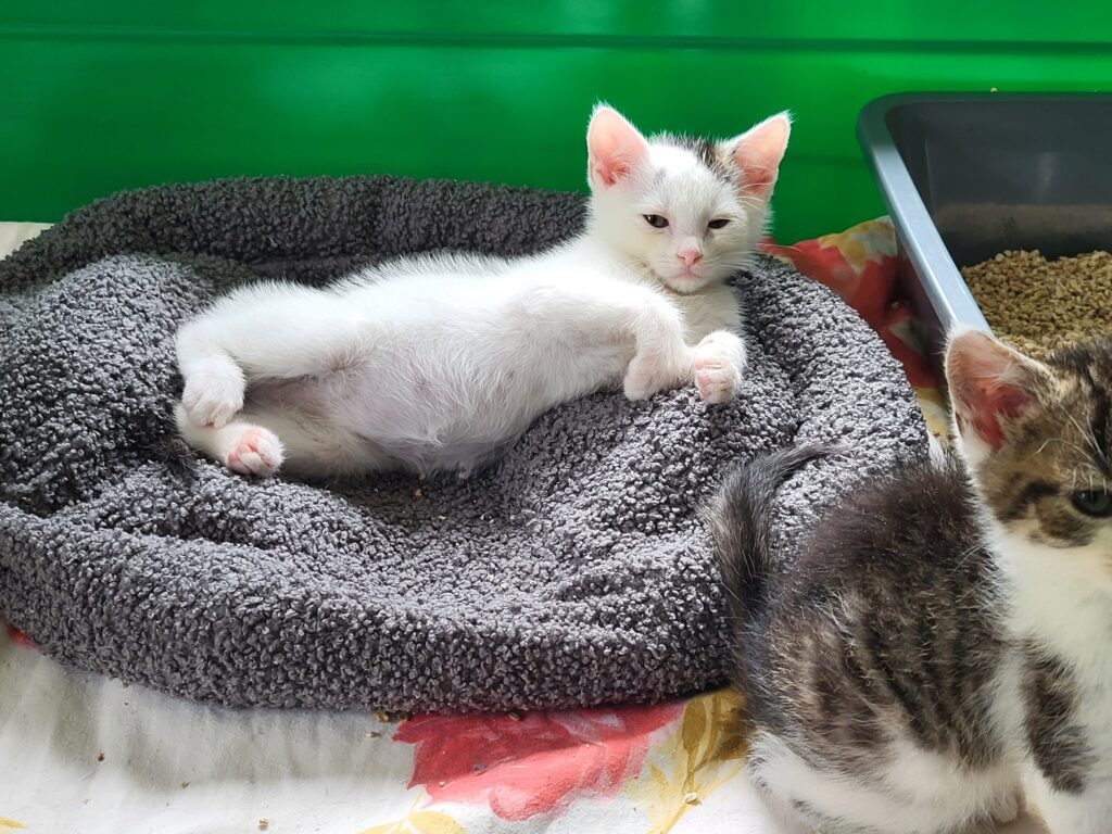 Kater Rey Zuhause gesucht Tierheim Hoffnung für Tiere