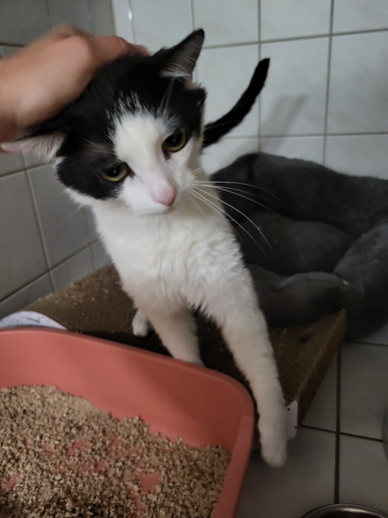 Kater Mutlich Zuhause gesucht Tierheim Hoffnung für Tiere