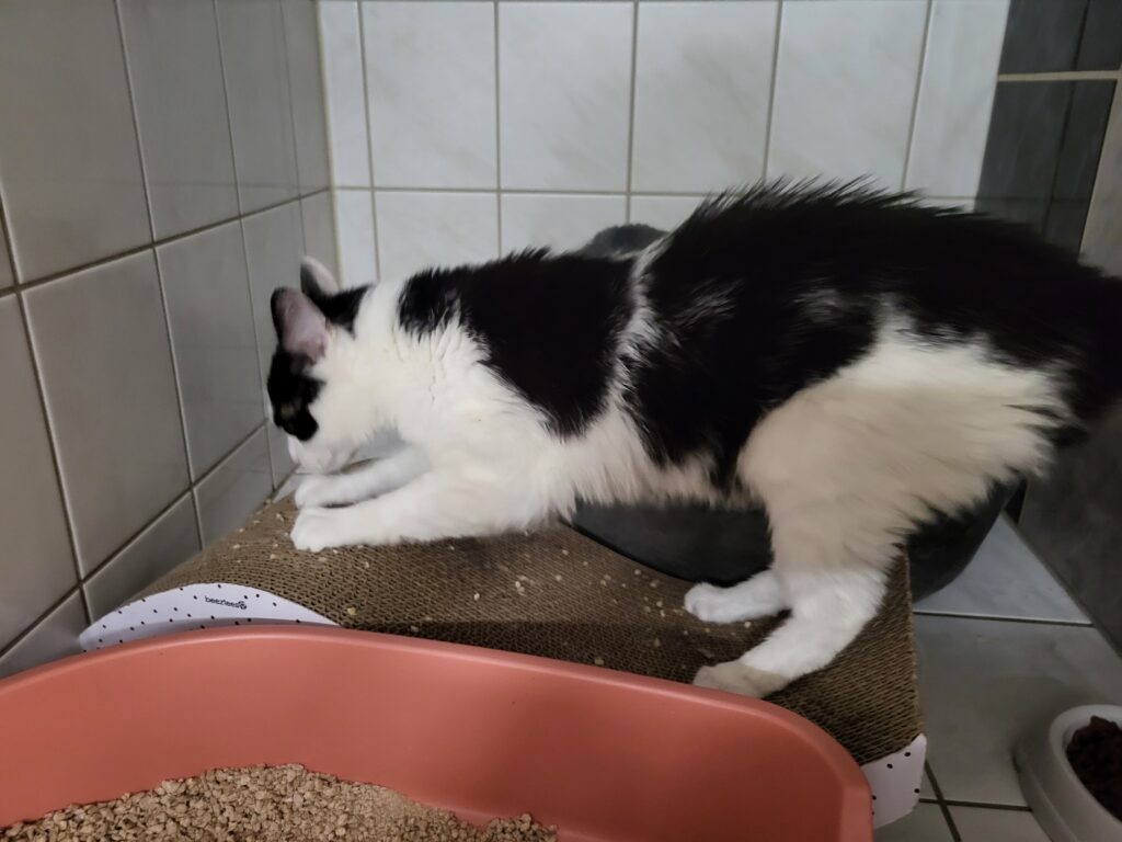 Kater Mutlich Zuhause gesucht Tierheim Hoffnung für Tiere