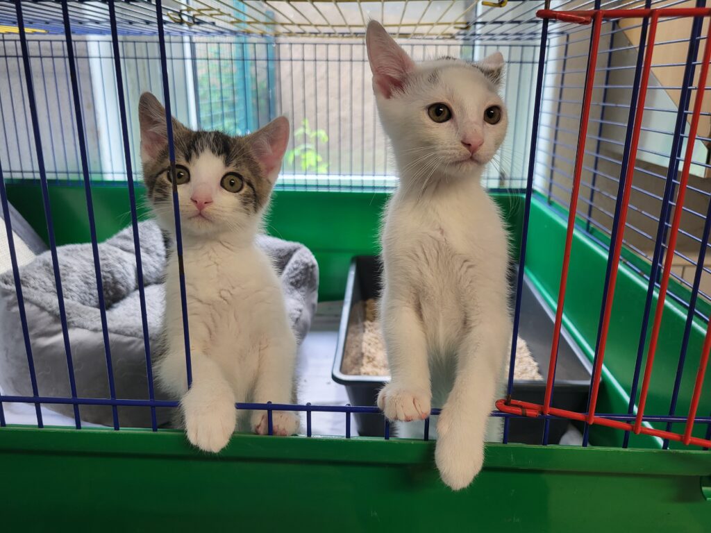 Katze Cody Zuhause gesucht Tierheim Hoffnung für Tiere