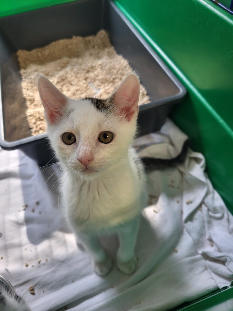 Kater Rey Zuhause gesucht Tierheim Hoffnung für Tiere