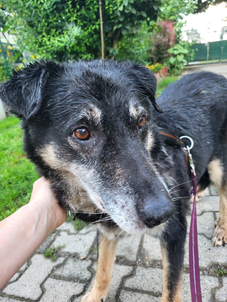 Hund Simba Zuhause gesucht Tierheim Tierhoffnung