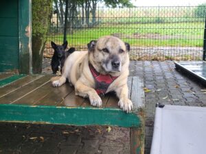 Hund Randolf Zuhause gesucht Tierheim Hoffnung für Tiere