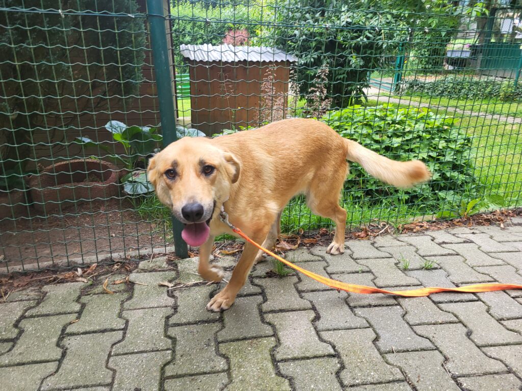 Hund Chloe Zuhause gesucht Tierheim Tierhoffnung