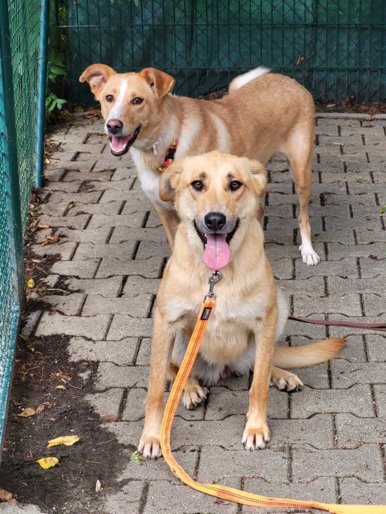 Hund Chloe Zuhause gesucht Tierhoffnung