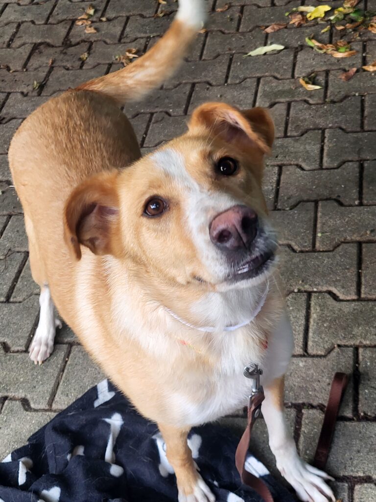 Hund Uliana Zuhause gesucht Tierheim Hoffnung für Tiere