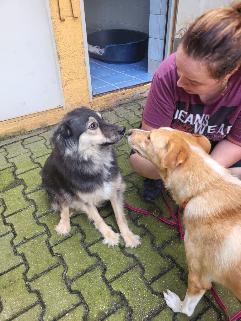 Hund Fiona Zuhause gesucht Tierheim Hoffnung für Tiere