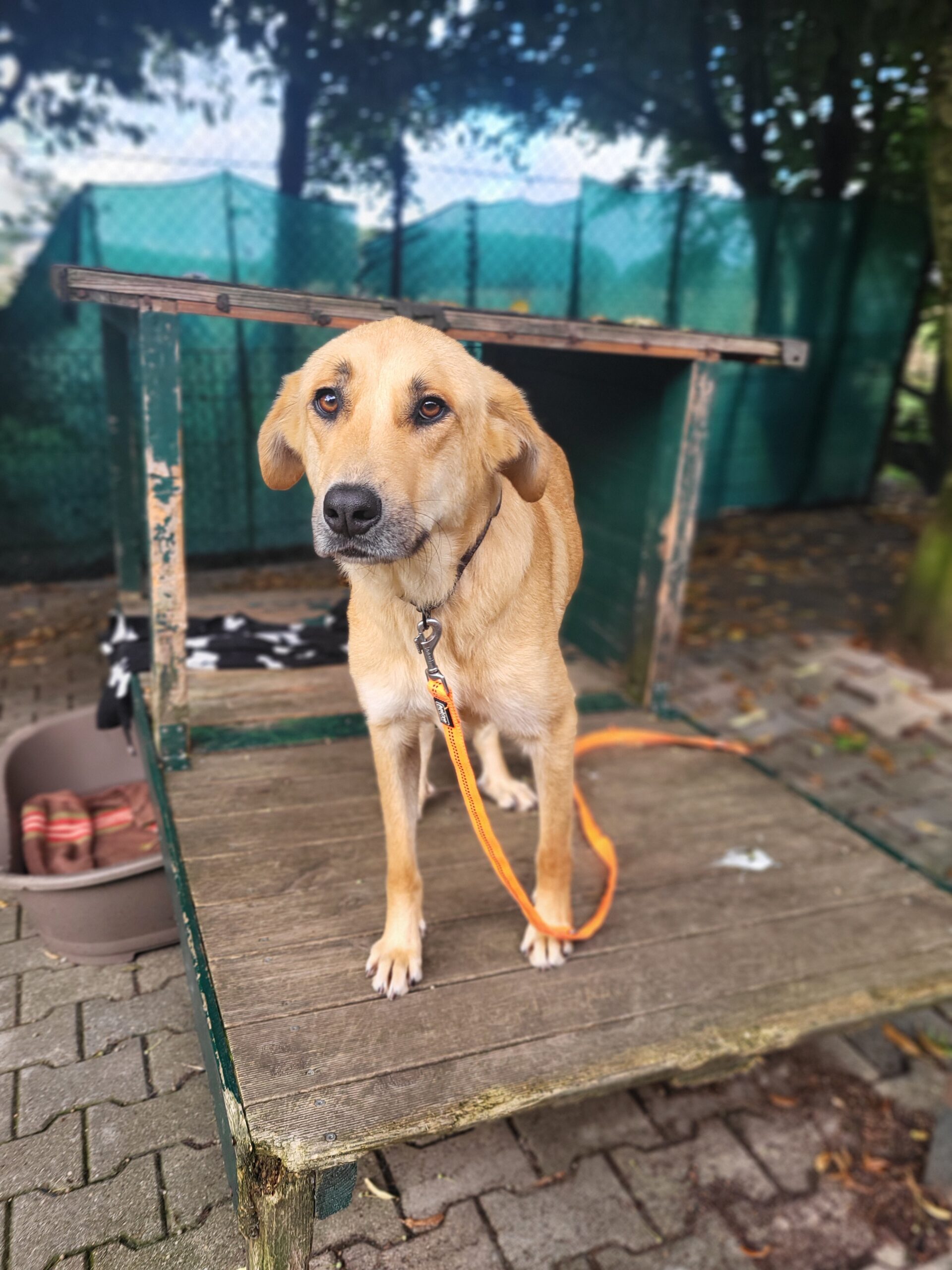 Chloe Hund Chloe Zuhause gesucht Tierheim Tierhoffnung
