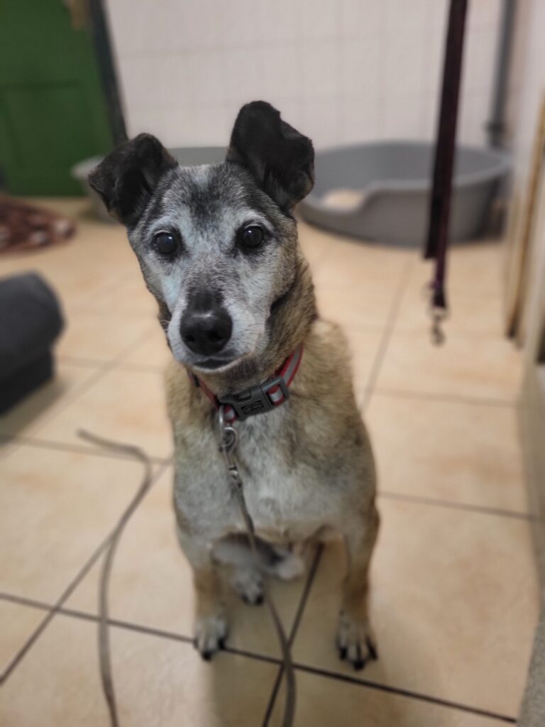 Hund Zweistein Zuhause gesucht Tierheim Tierhoffung