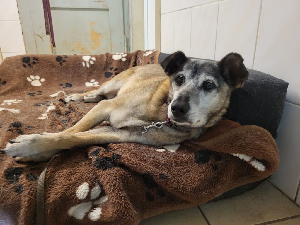 Hund Zweistein Zuhause gesucht Tierheim Hoffnung für Tiere