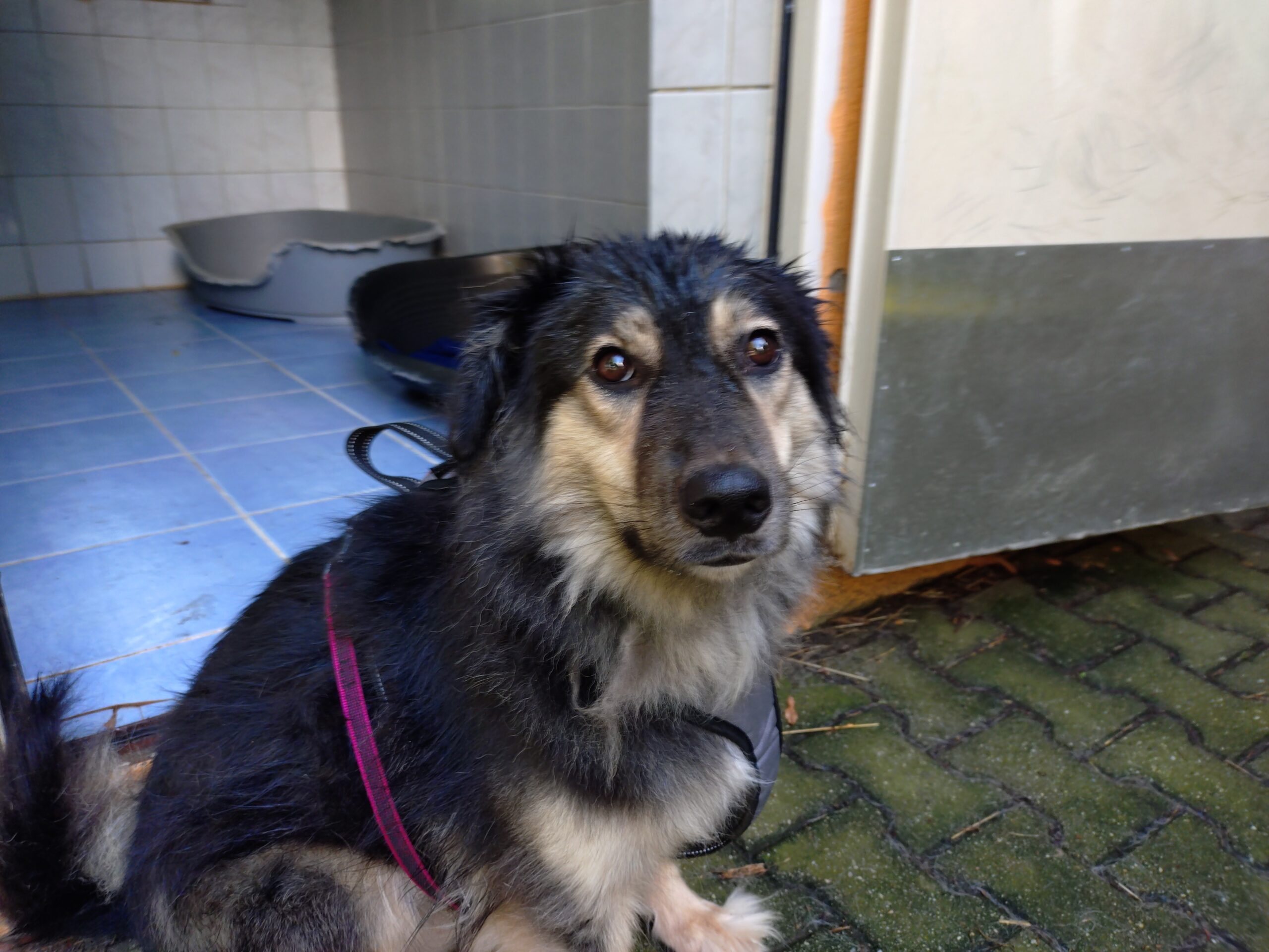 Fiona Hund Fiona Zuhause gesucht Tierheim Hoffnung für Tiere