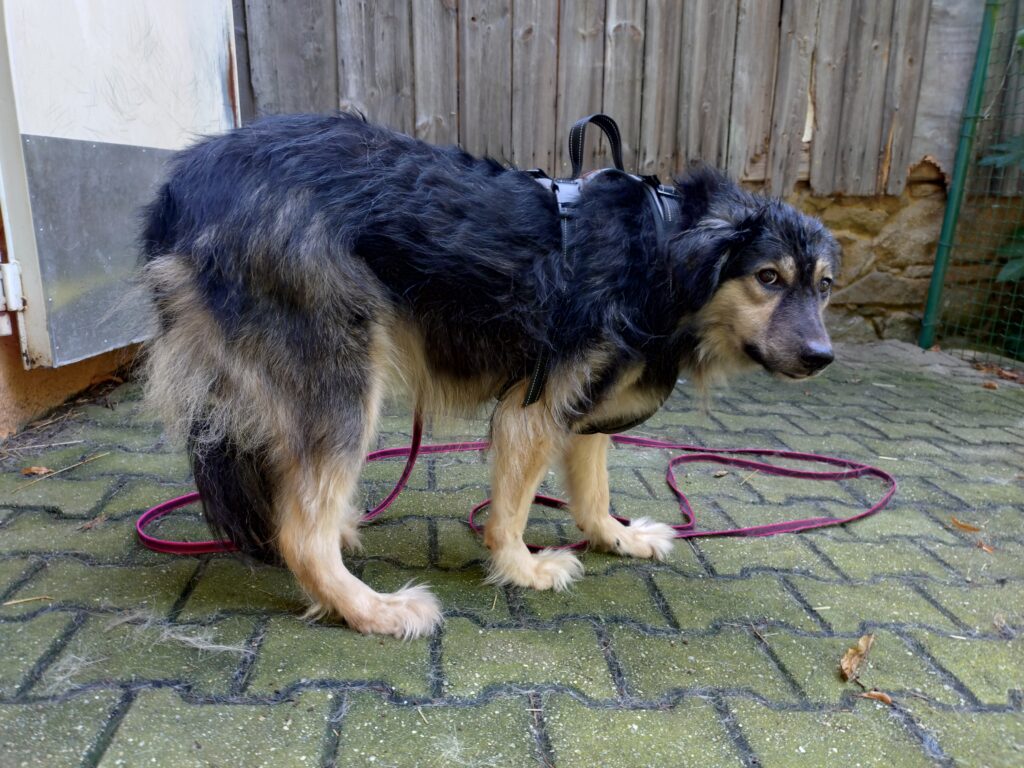 Hund Fiona Zuhause gesucht Tierheim Hoffnung für Tiere