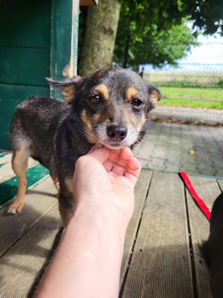 Hund Gosia Zuhause gesucht Tierheim Tierhoffnung