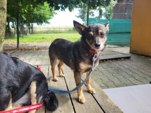 Gosia Hund Gosia Zuhause gesucht Tierheim Hoffnung für Tiere