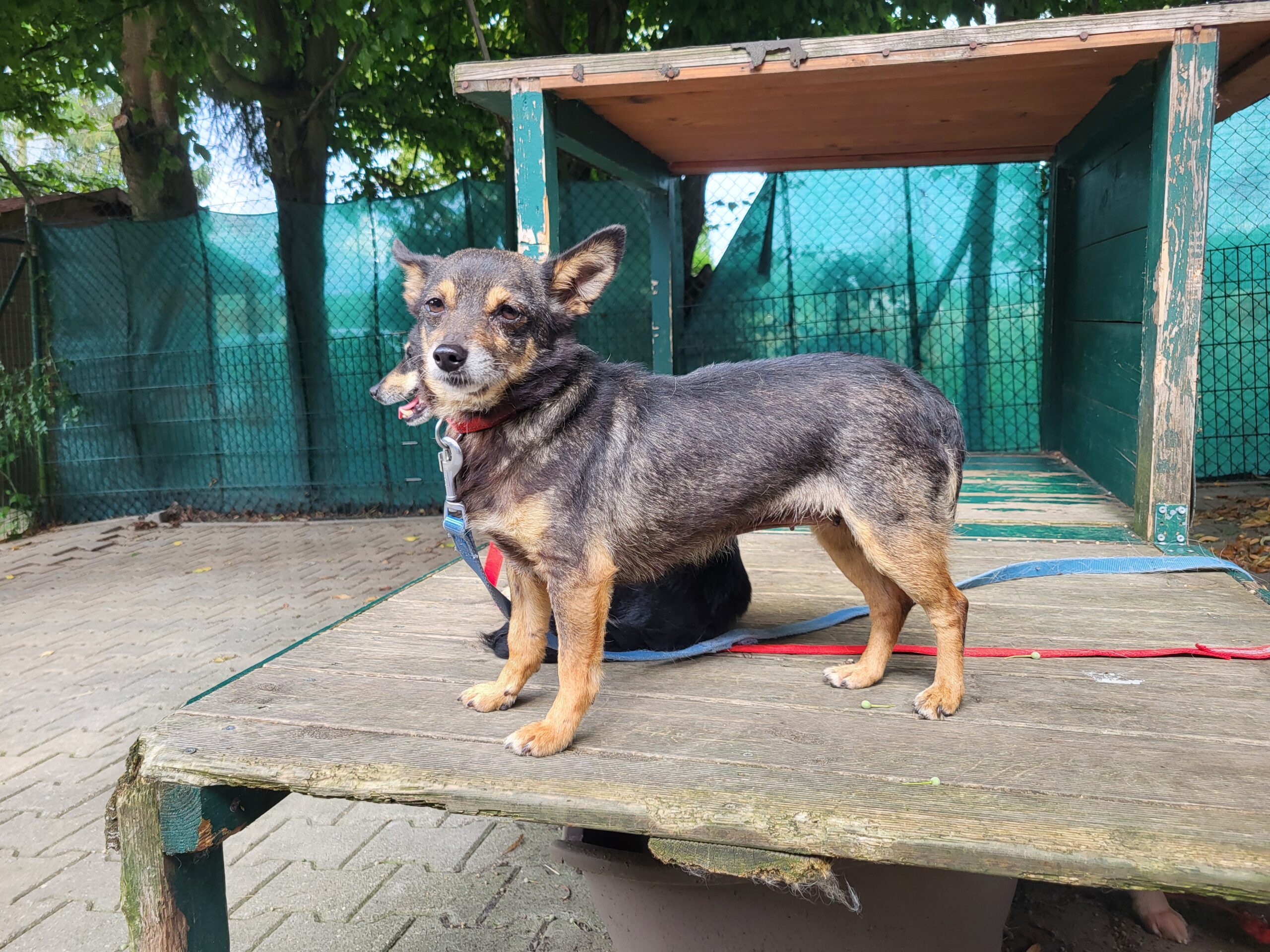 Hund Gosia Zuhause gesucht Tierheim Tierhoffnung
