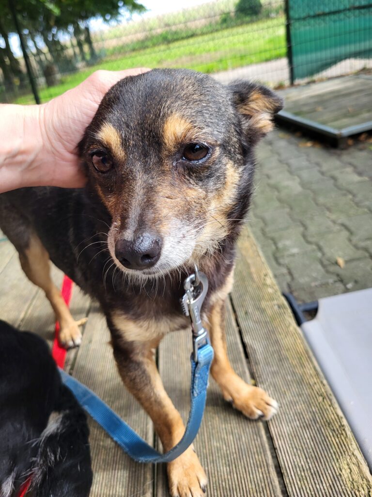Hund Gosia Zuhause gesucht Tierheim Hoffnung für Tiere