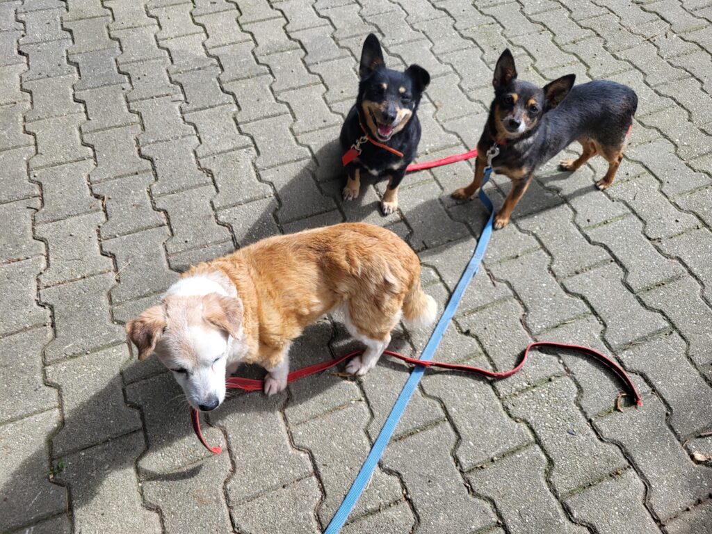 Hund Gosia Zuhause gesucht Tierheim Hoffnung für Tiere