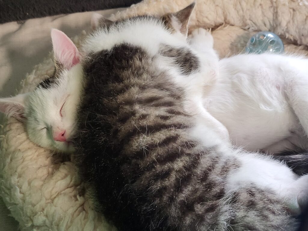 Katze Cody Zuhause gesucht Tierheim Hoffnung für Tiere