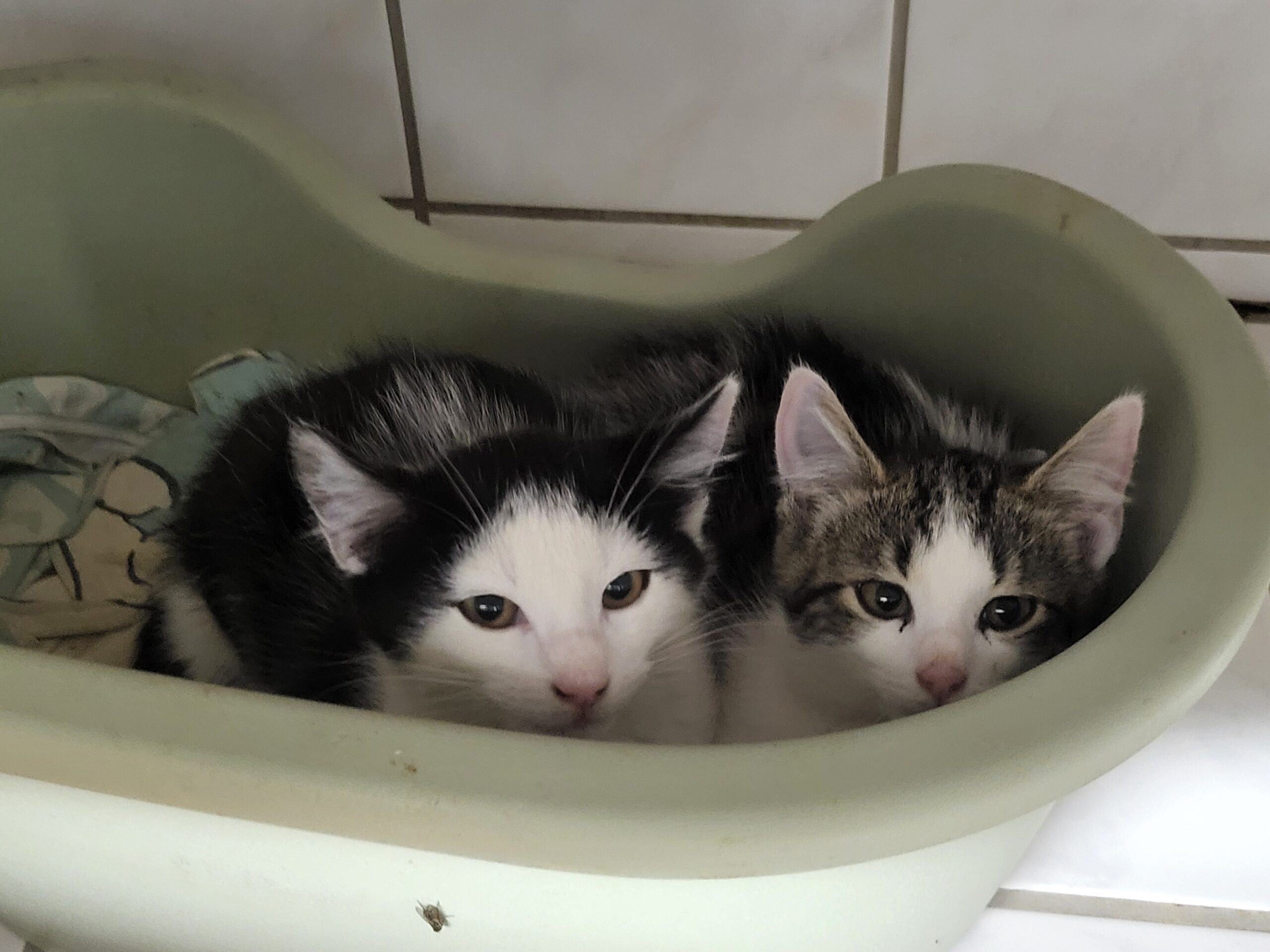 Fundkater Kitten Start ins Leben Paten gesucht Tierheim