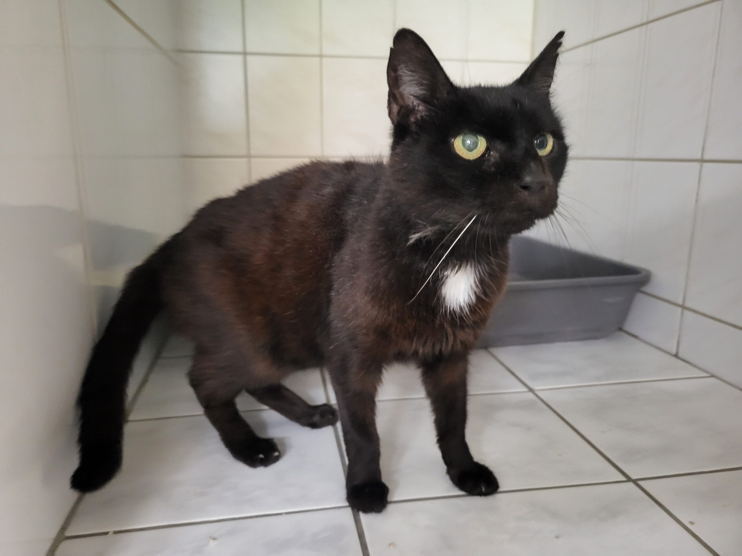 Fundkatze Großröhrsdorf