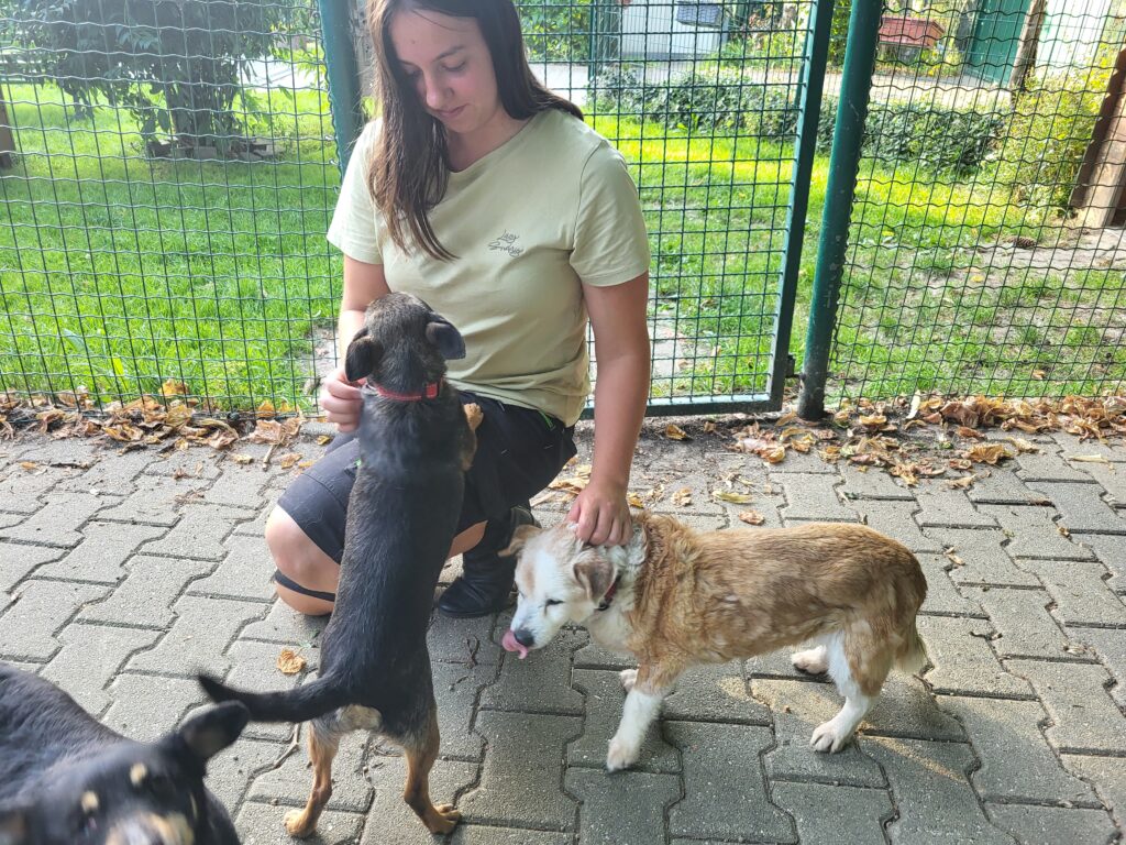 Hund Fiolka Zuhause gesucht Tierheim Hoffnung für Tiere