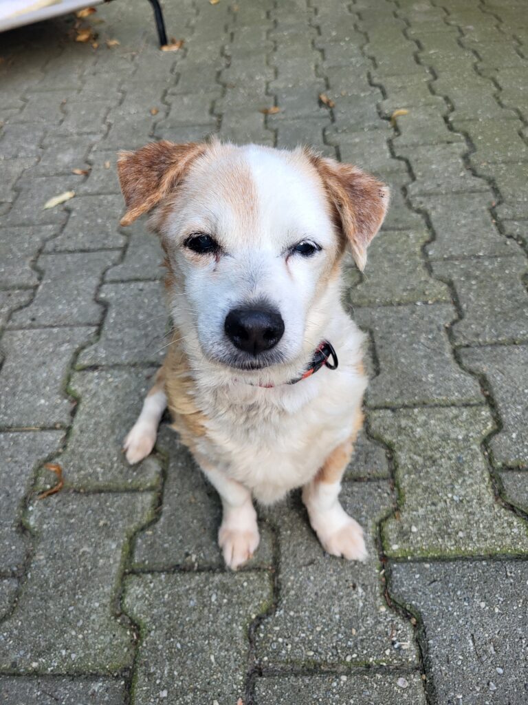 Hund Fiolka Zuhause gesucht Tierheim Tierhoffnung