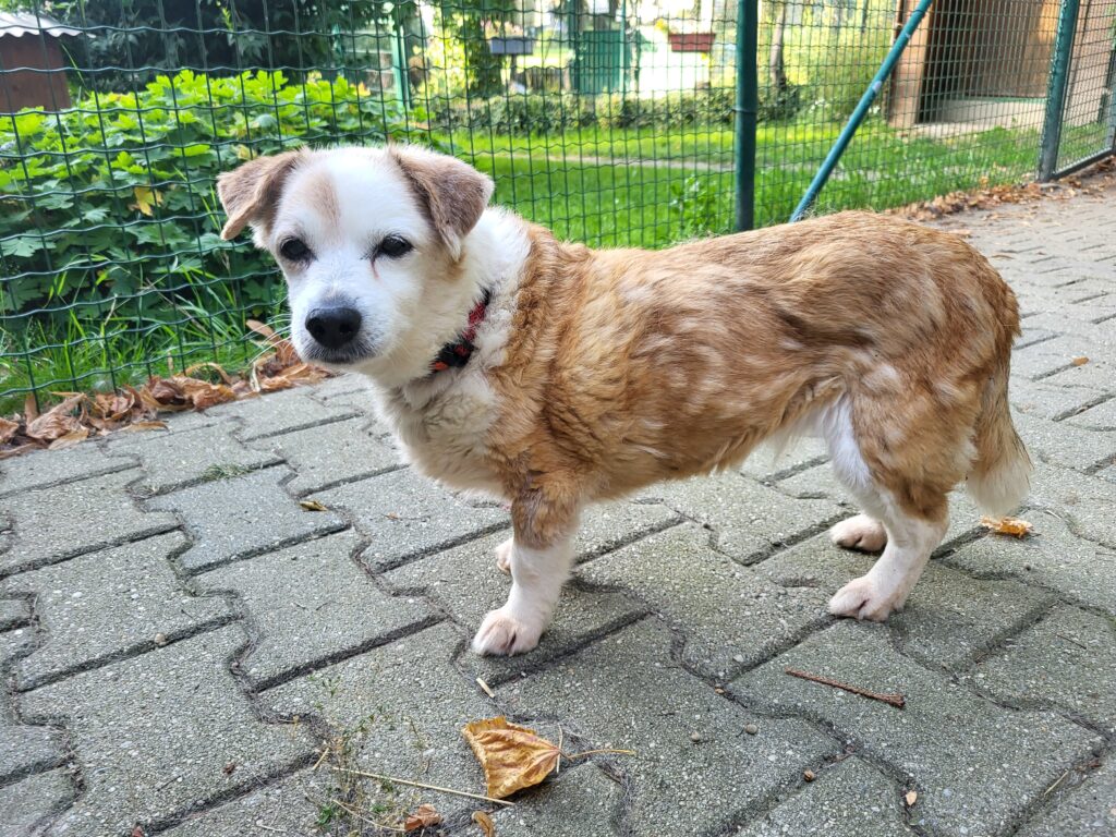 Hund Fiolka Zuhause gesucht Tierheim Tierhoffnung