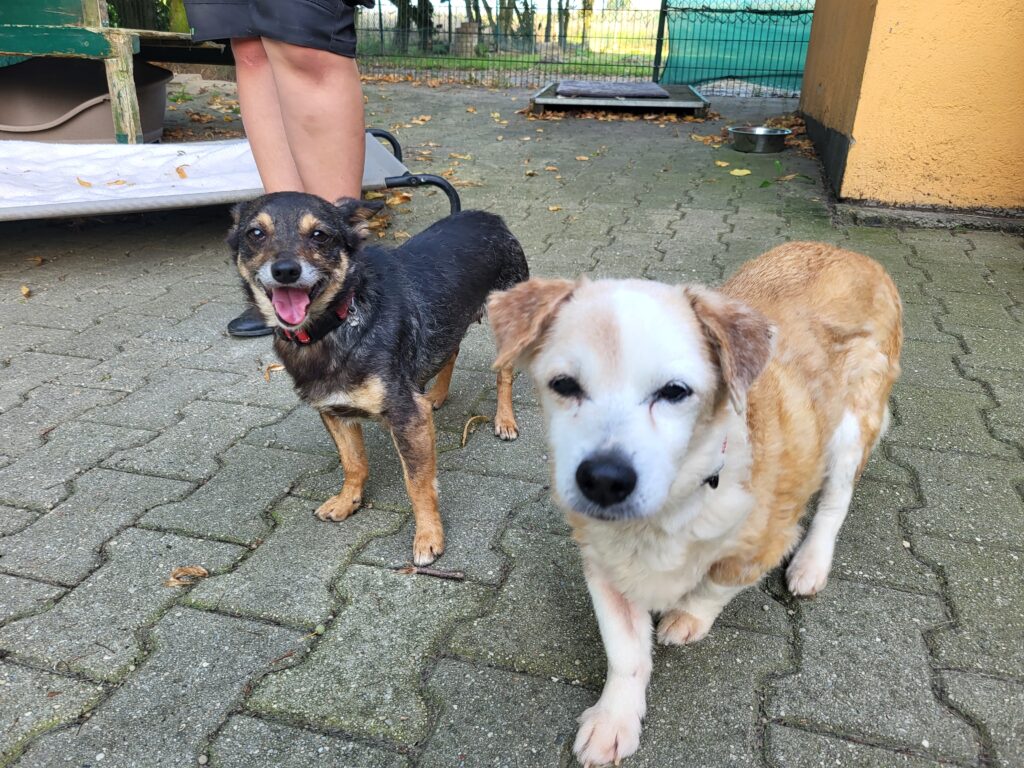 Hund Fiolka Zuhause gesucht Tierheim Hoffnung für Tiere
