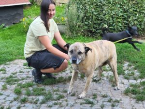 Hund Randolf Zuhause gesucht Tierheim Hoffnung für Tiere