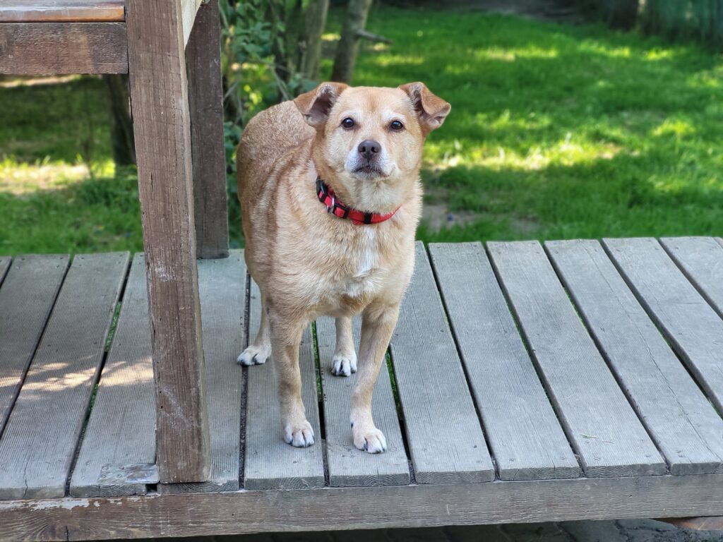 Hund Rudi Zuhause gesucht Tierheim Hoffnung für Tiere