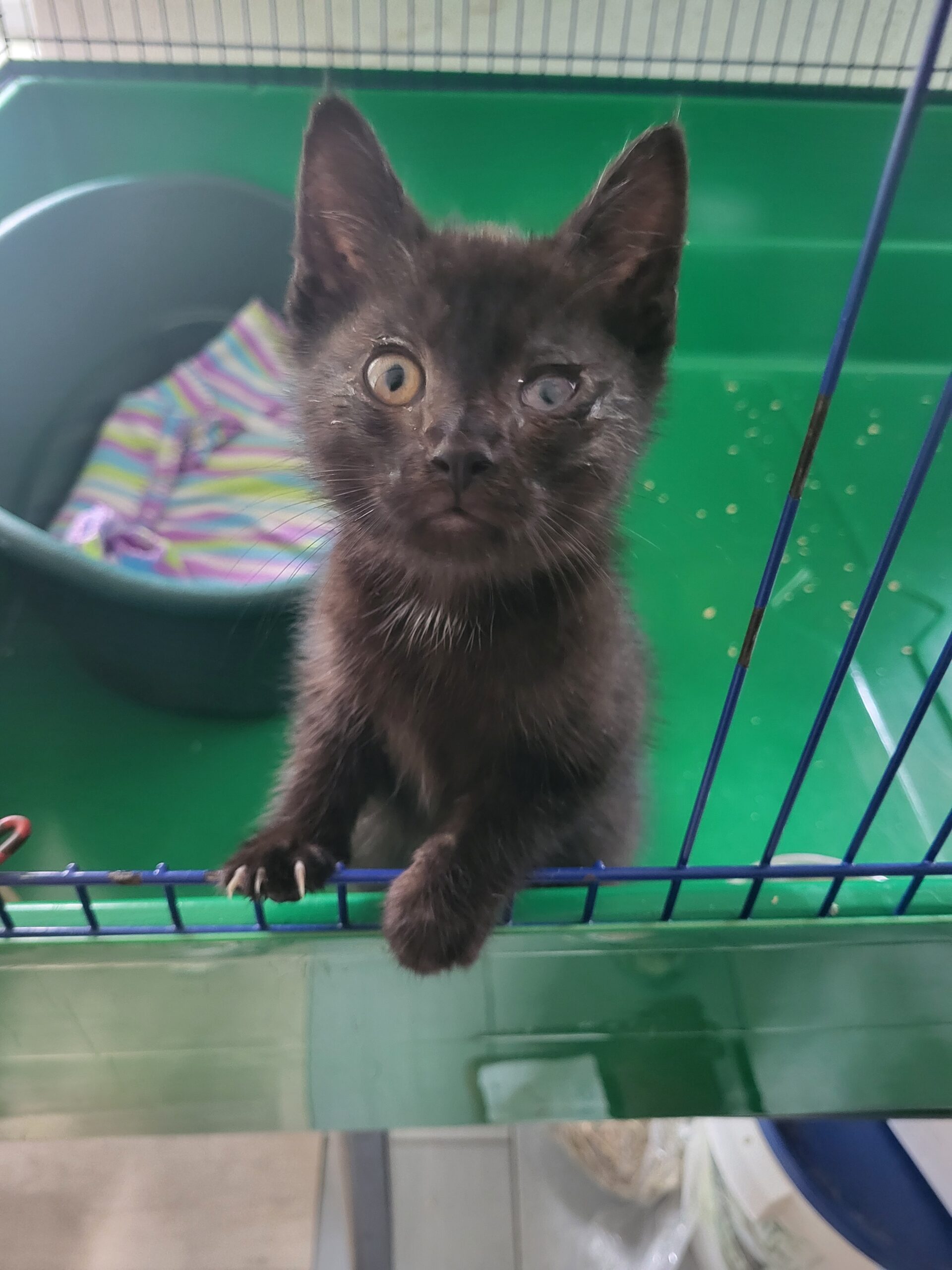 Start-ins-Leben-Pate gesucht Katzenbaby