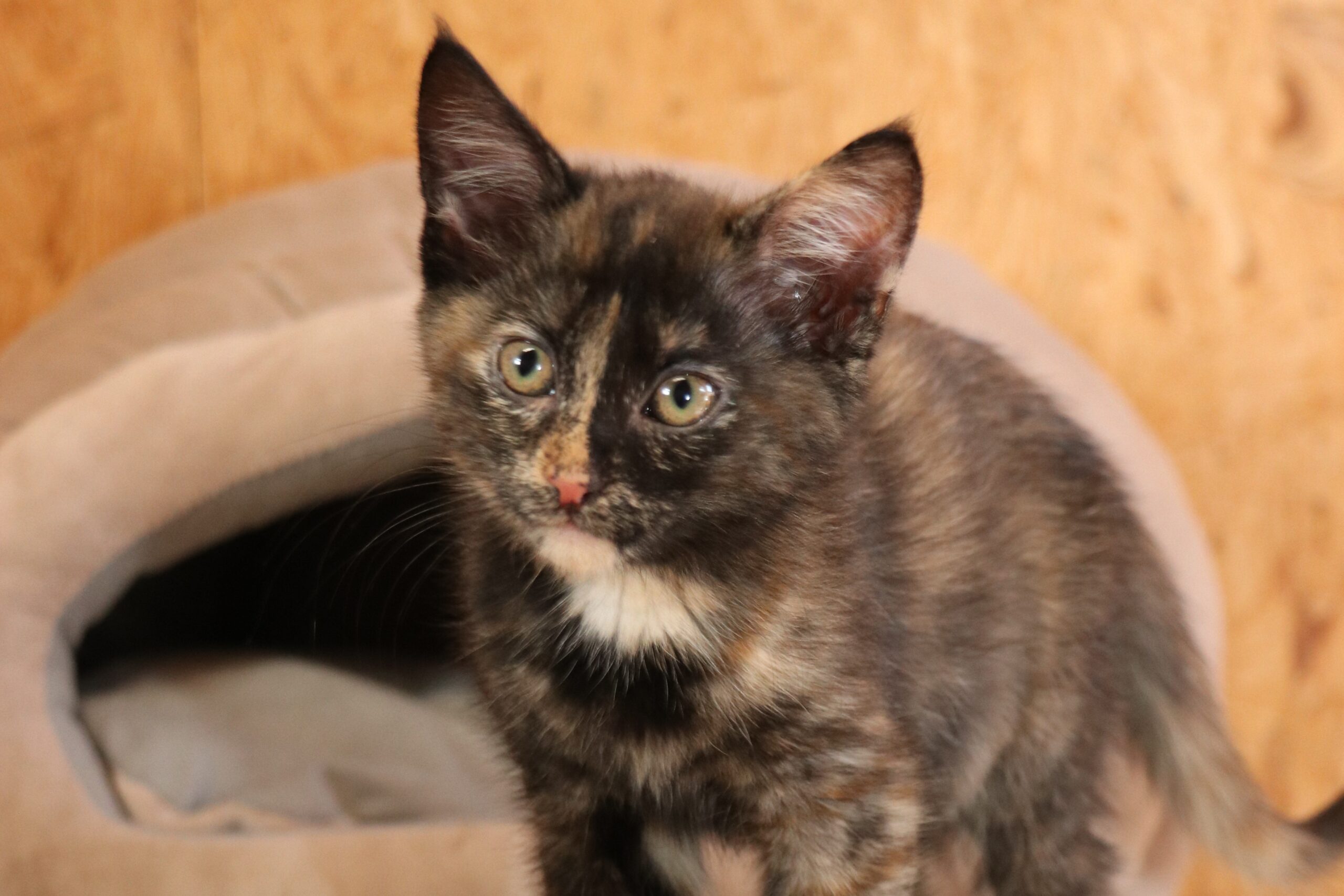 Katze Angel Zuhause gesucht Tierheim Hoffnung für Tiere
