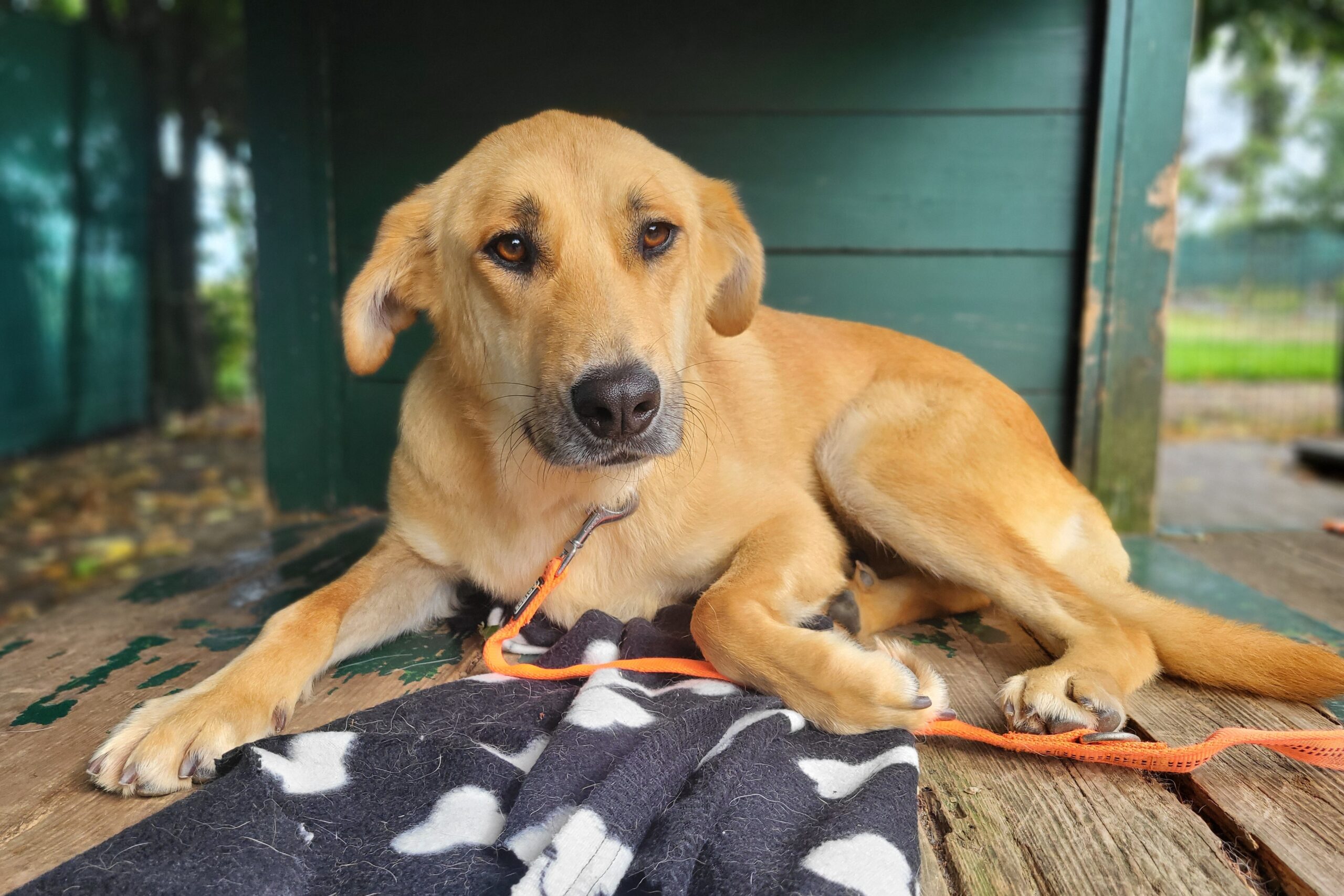 Hund Chloe Zuhause gesucht Tierheim Hoffnung für Tiere
