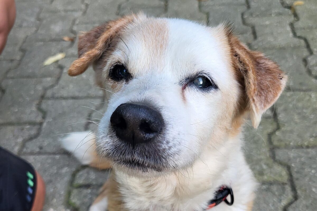 Fabelhafte Hunde Suchen Ein Zuhause Nhe Kpenick Berlin Ebenbildnull