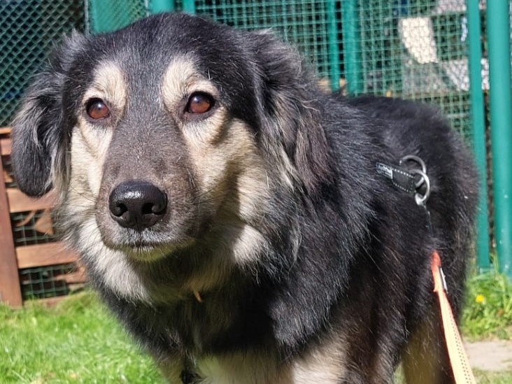 Hund Fiona Zuhause gesucht Tierheim Hoffnung für Tiere