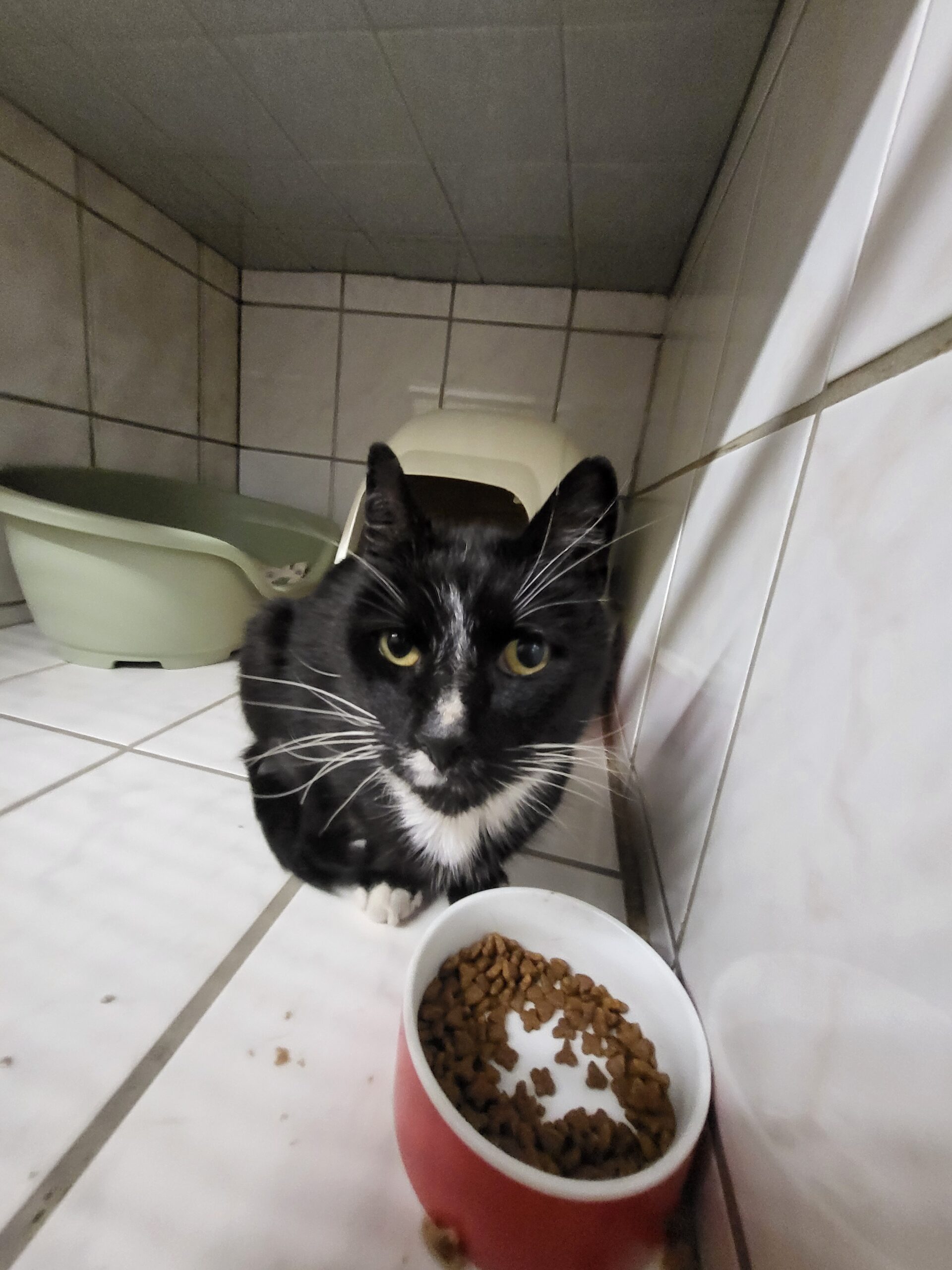 Fundkater Kamenz