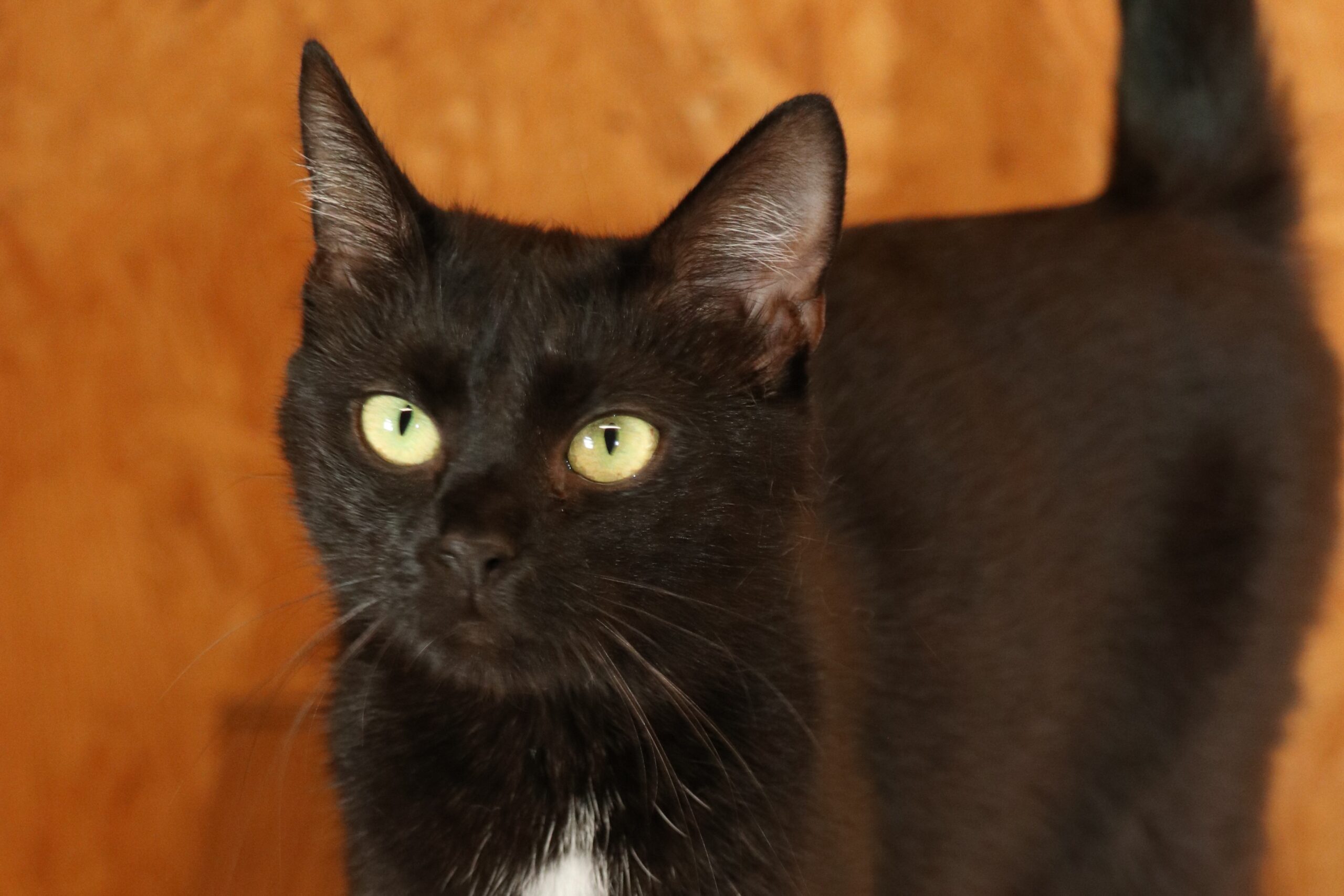 Katze Gogo Zuhause gesucht Tierheim Tierhoffnung