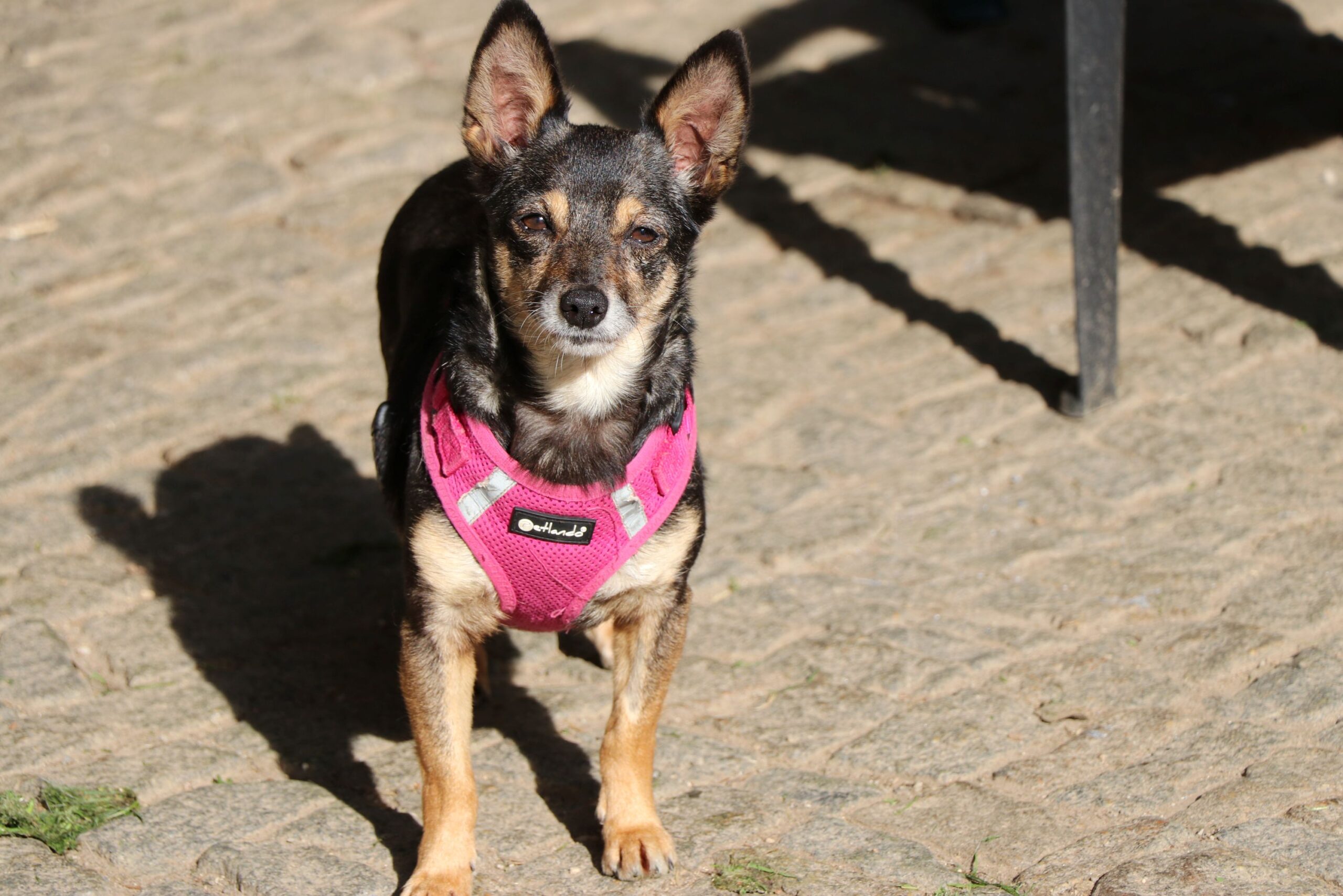 Hund Gosia Zuhause gesucht Tierheim Hoffnung für Tiere