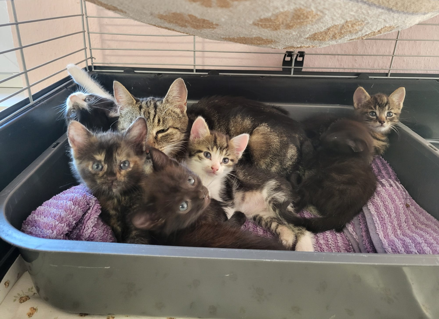 Katzenmutti mit Kitten Tierheim Hoffnung für Tiere