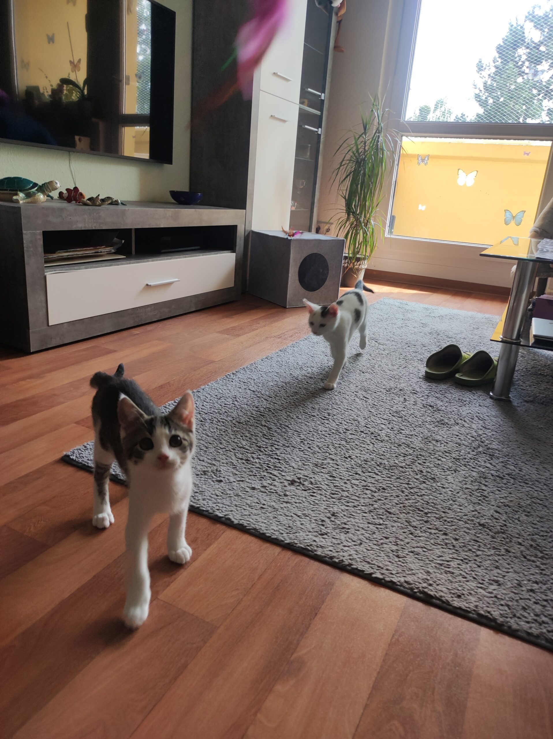 Cody und Rey